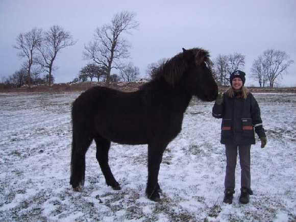 Fjalar fra Tornbjerg december 2001. Fjalar blev solgt som føl og er nu 2½ år gammel