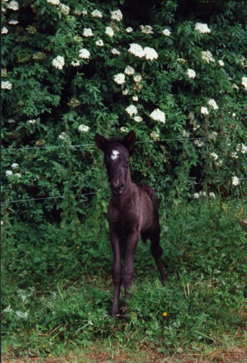 Fjalar fra Tornbjerg, 1999