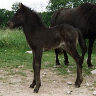 Heiðar fra Tornbjerg, 1998