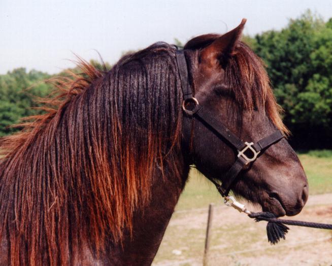 Heiðar fra Tornbjerg, 2000