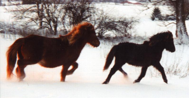 Katla fra Søtofte på næsten 23 år med sit 14. føl Freyja fra Tornbjerg efter Óðinn.