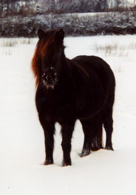 Krafla fra Tornbjerg, 3½ år efter Darri og Prinsessa.