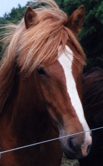 Nupur fra Tornbjerg, 2000