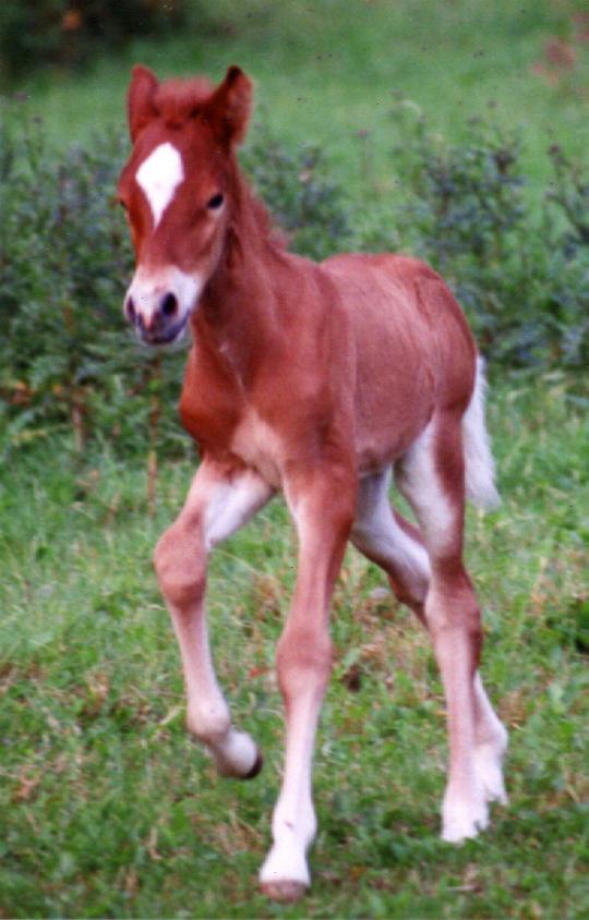 Tígull fra Tornbjerg, 2000