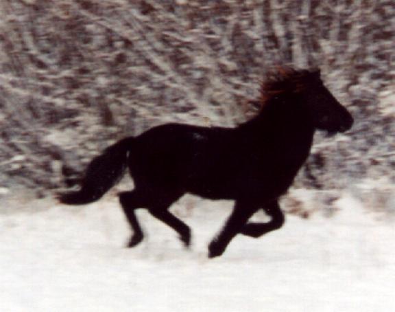 Tinni fra Tornbjerg, 2½ år efter Darri og Víma.