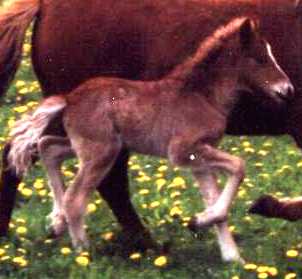 Ásaþór fra Tornbjerg, 2001