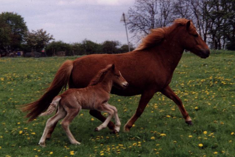 Ásaþór fra Tornbjerg med sin mor Von, 2001