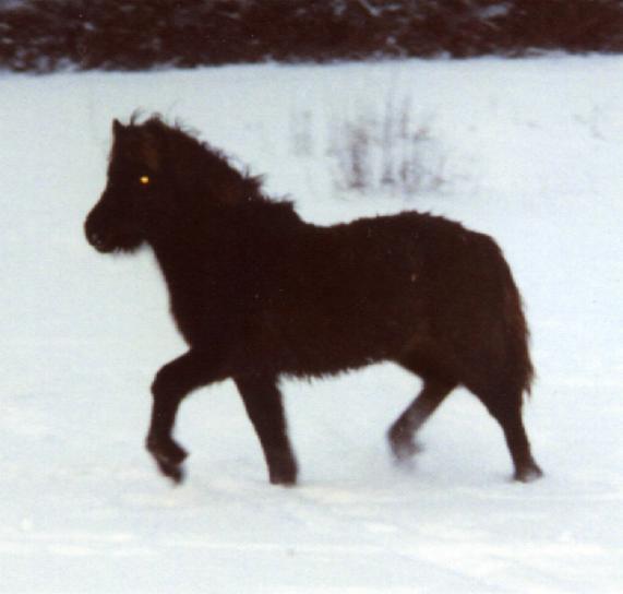 Freyja fra Tornbjerg, ½ år og efter Óðinn.