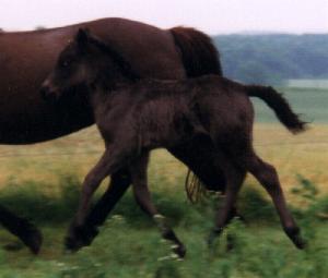 Hildingur fra Tornbjerg 1996