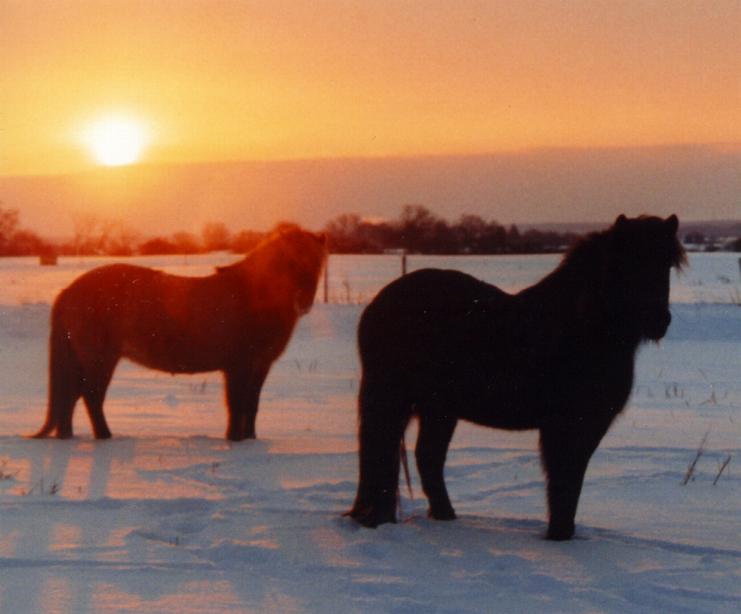 Solnedgang over hoppeflokken.