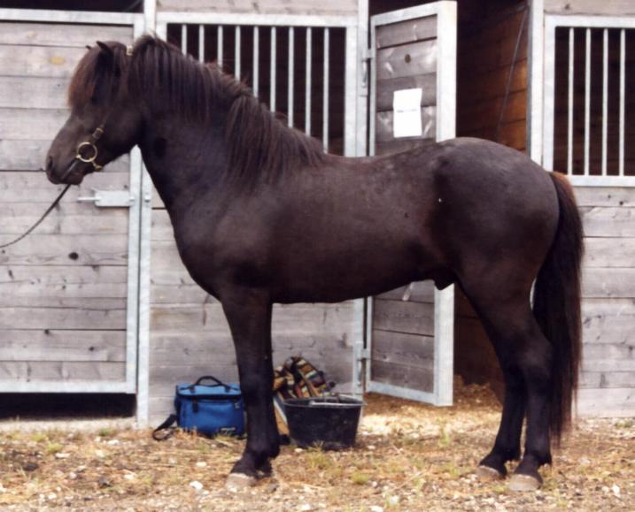 Hildingur fra Tornbjerg, 4 år gammel