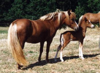 Dögg med Hylur fra Søtofte i 1996.