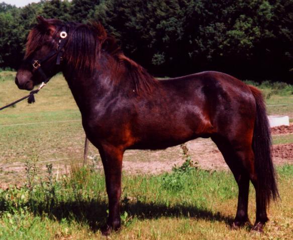 Heiðar fra Tornbjerg, 2 år gammel