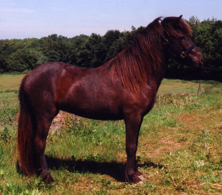 Krafla 2 år gammel