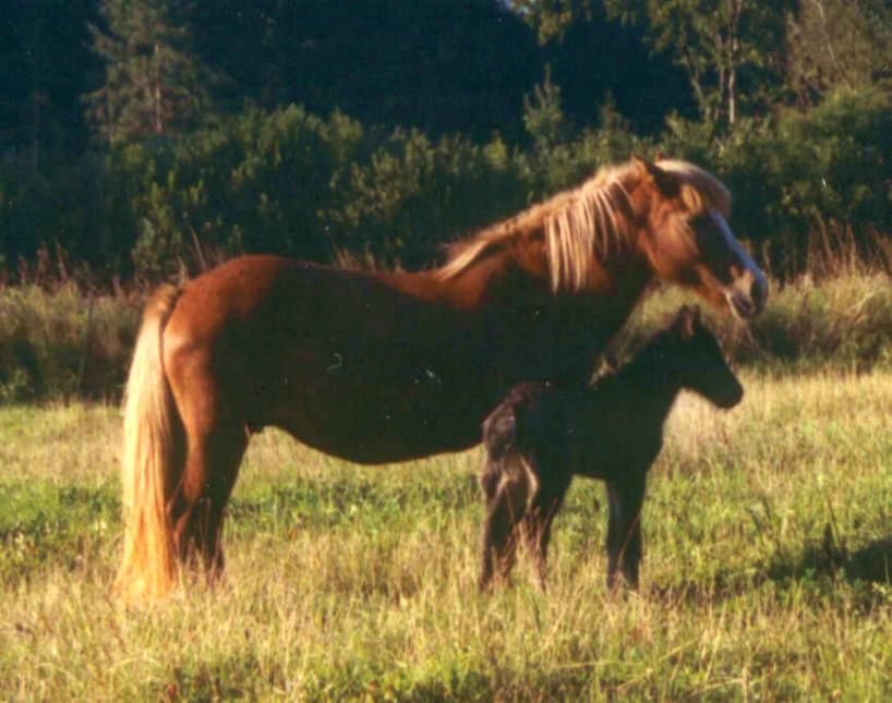 Rakel fra Tornbjerg 1 dag gammel