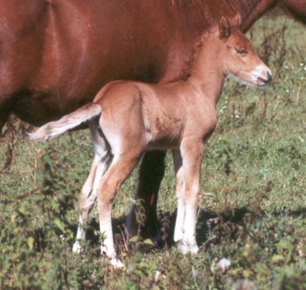 Dögg´s hoppeføl fra 2003: Rebekka fra Tornbjerg efter Sprettur fra Faksemosevej.