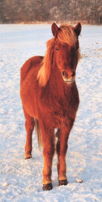 Svalur fra Tornbjerg på 1½ år efter Feykir og Drift fra Søtofte