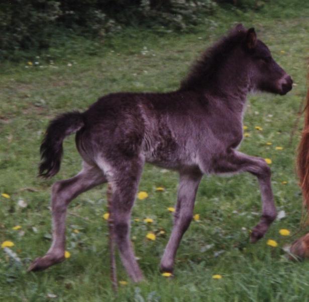 Freyja fra Tornbjerg i taktklar tölt