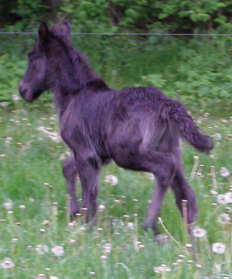 Hilda som føl