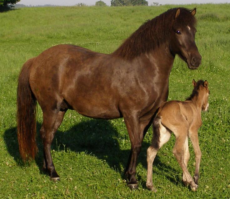 Rakel, juni 2007 med sit føl Óskar