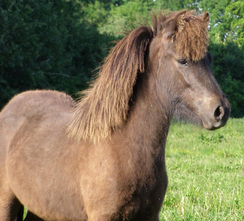 Hilda, 1 år gammel i juni 2008