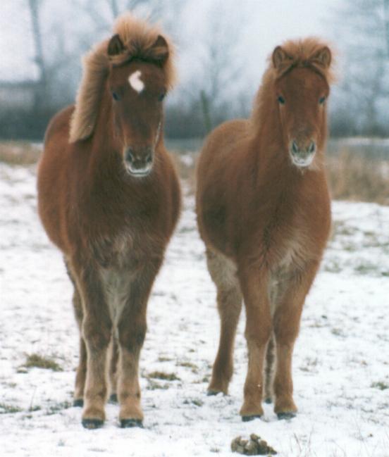 Maístjarna og hendes søster Rebekka i januar 2004