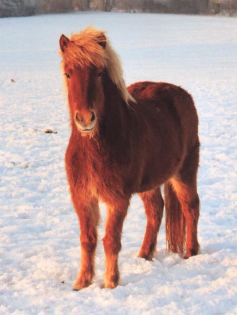 Rebekka fra Tornbjerg på 2½ år efter Sprettur fra Faksemosevej og Dögg 6180 frá Kirkjubæ.