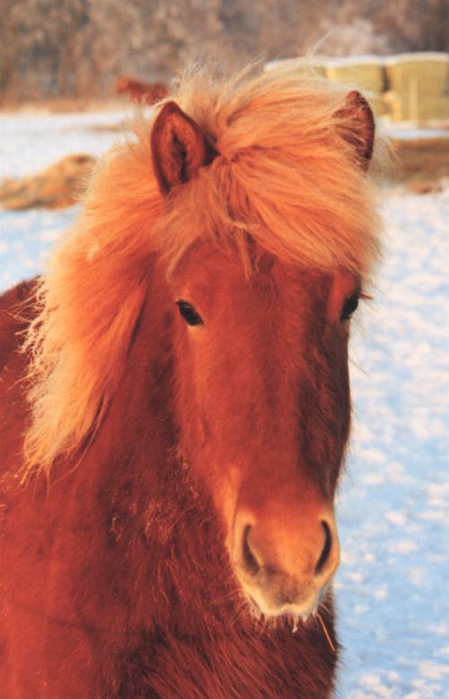 Rebekka fra Tornbjerg på 2½ år efter Sprettur fra Faksemosevej og Dögg 6180 frá Kirkjubæ.