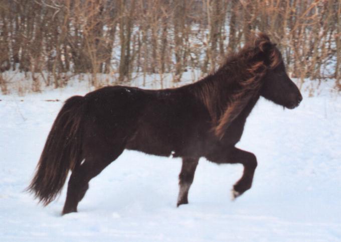 Eldjárn fra Tornbjerg, 3½ år gammel. Efter Óðinn frá Reyðarfirði og Katla fra Søtofte.