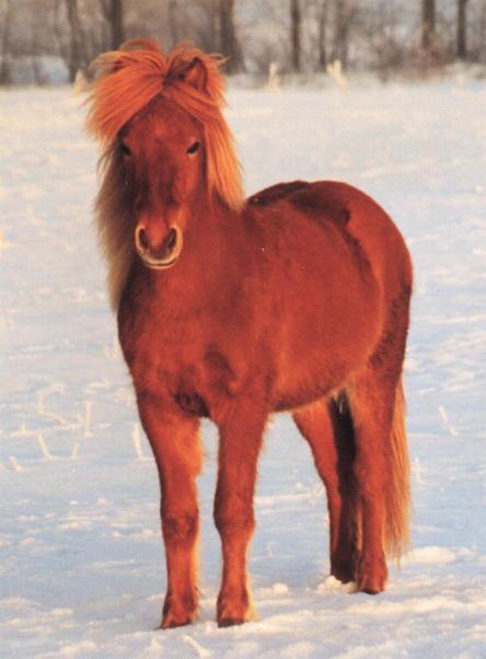 Eldjárn fra Søtofte, 1½ år gammel. Efter Feykir og Esja fra Søtofte.