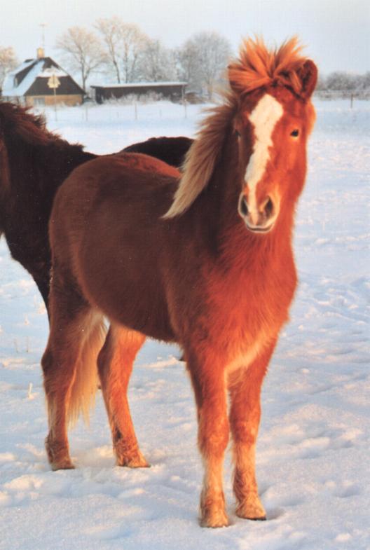 Geysir fra Søtofte, 1½ år gammel. Efter Hylur fra Søtofte og Prinsessa frá Stykkishólmi.