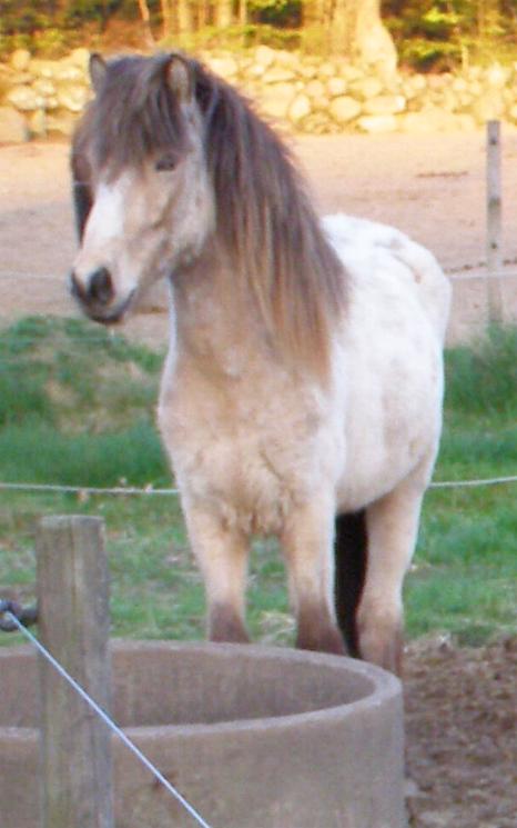 Glaumur 2 år gammel i starten af maj 2010