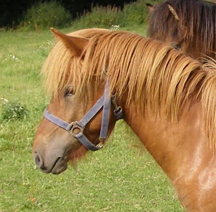 Sævar fra Tornbjerg, 1 år gammel