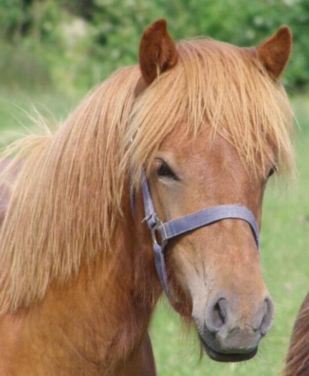 Sævar fra Tornbjerg, 1 år gammel