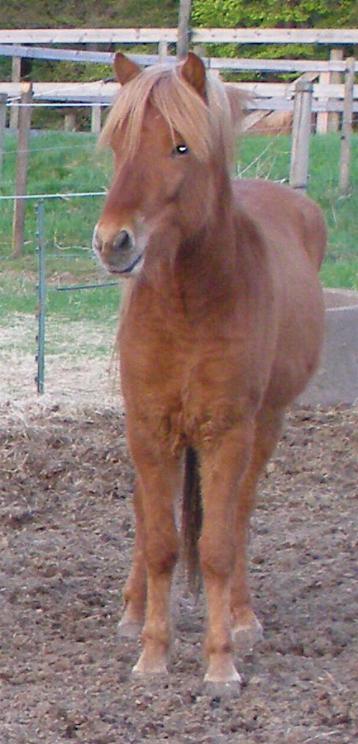 Stefnir 3 år gammel i starten af maj 2010.